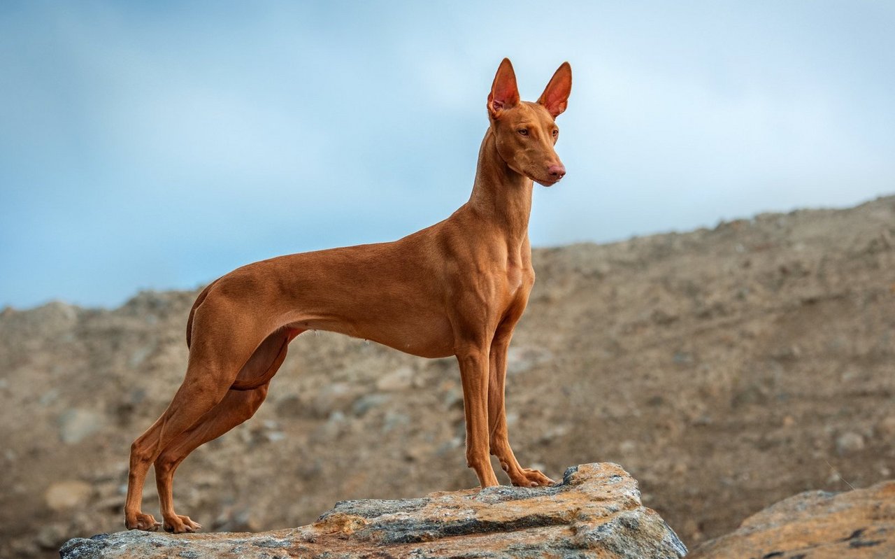 Typisch für den Pharaonenhund ist sein glattes, rotes Fell und die ungewöhnliche Fähigkeit, dass sich seine grossen Ohren bei Freude oder Aufregung sichtbar verfärben.