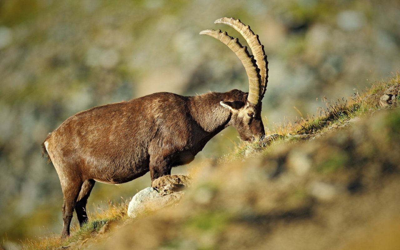 Ein Steinbock kann aus dem Stand mehrere Meter hoch und weit springen.