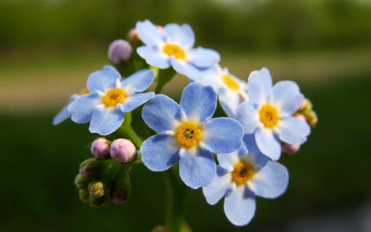 VBergissmeinnicht (Myosotis)