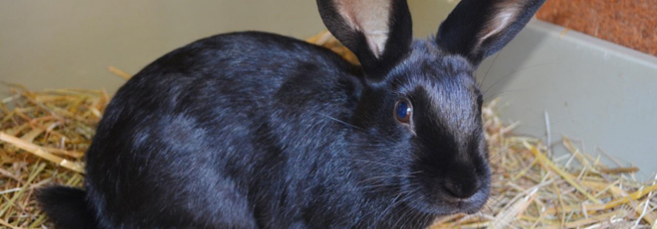 Ein rein schwarzes Kaninchen der Rasse Alaskaist in der Farbanlage bei der Vererbung immer dominant.