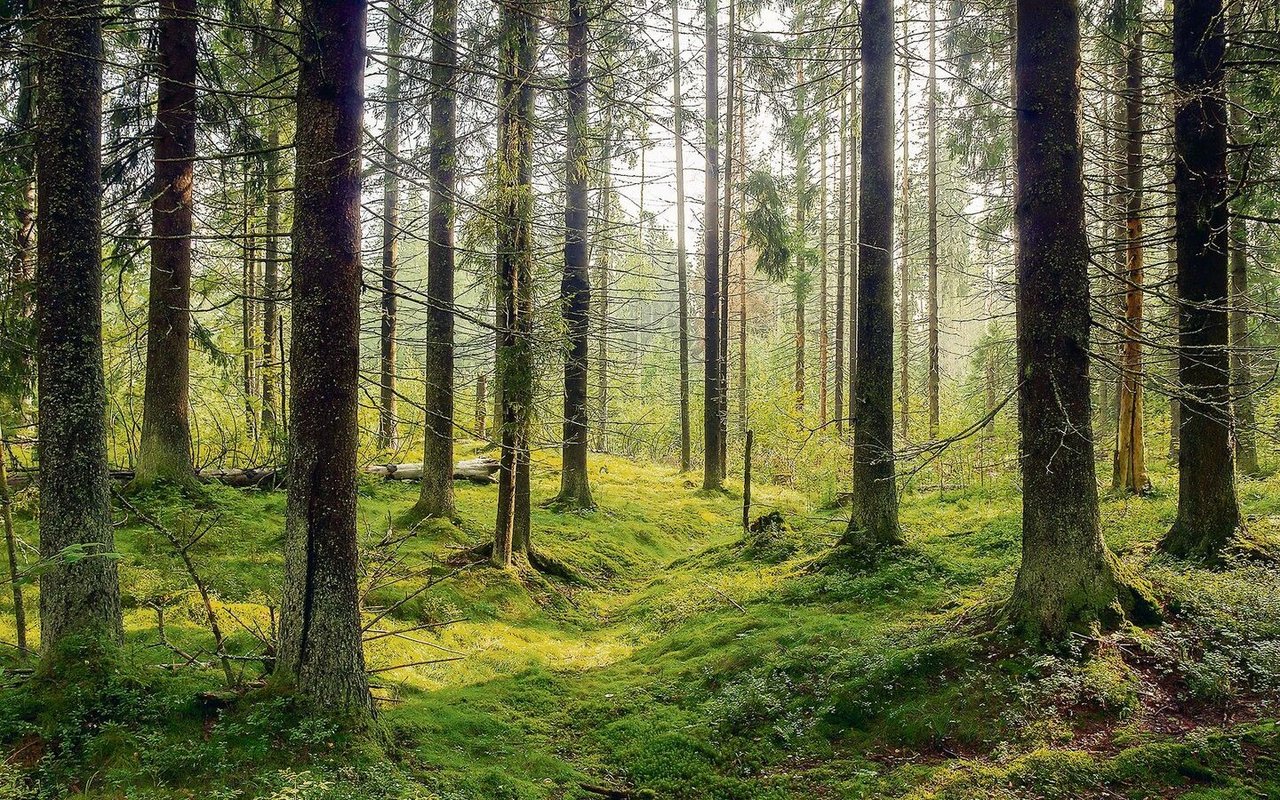 Bäume kommunizieren untereinander, mit anderen Pflanzen in ihrer Umgebung, mit Pilzen und Tieren.