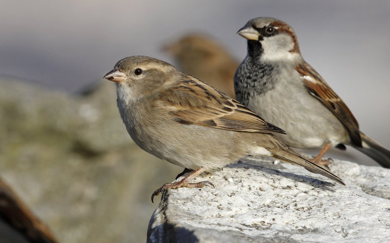Der Haussperling ist wie in den letzten vier Jahren der häufigste Wintervogel in unseren Dörfern und Städten.