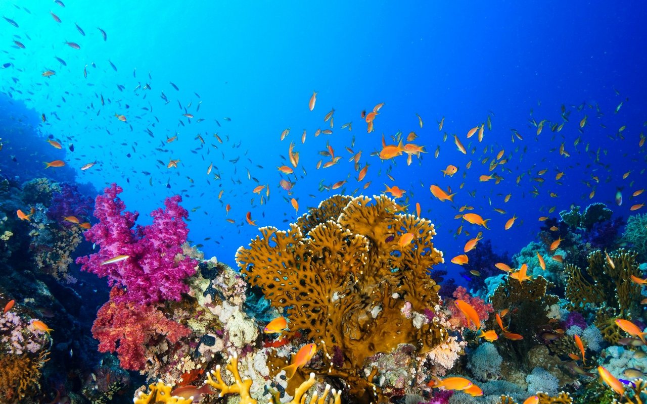 Die Erbgut-Spuren deckten die Fischvielfalt in Korallenriffen auf.