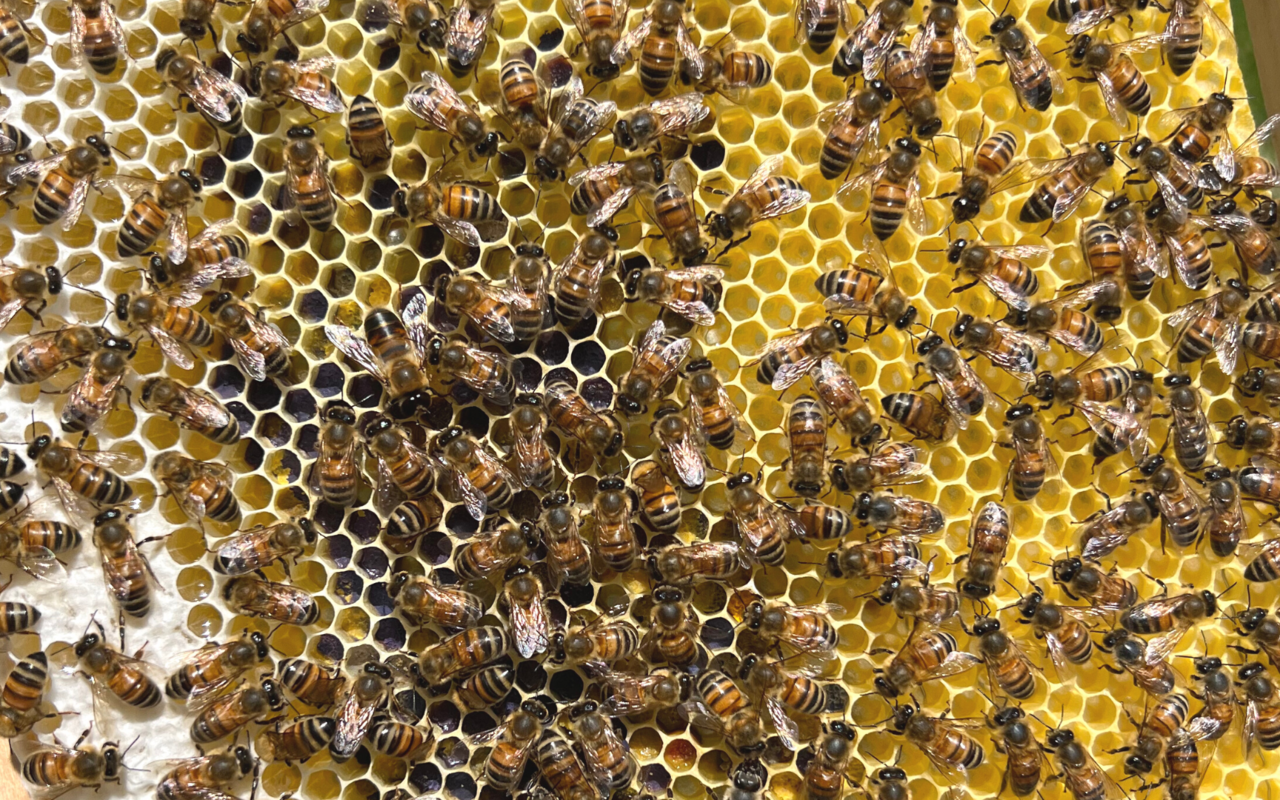 Im Gegensatz zur Mehrheit der Wildbienen lebt die Honigbiene sozial in einem Volk.
