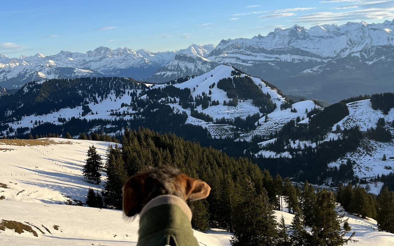 Von der 360 Grad Aussicht auf der Rigi zeigte sich sogar Frieda beeindruckt.