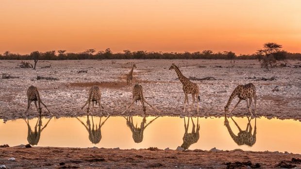 Giraffen