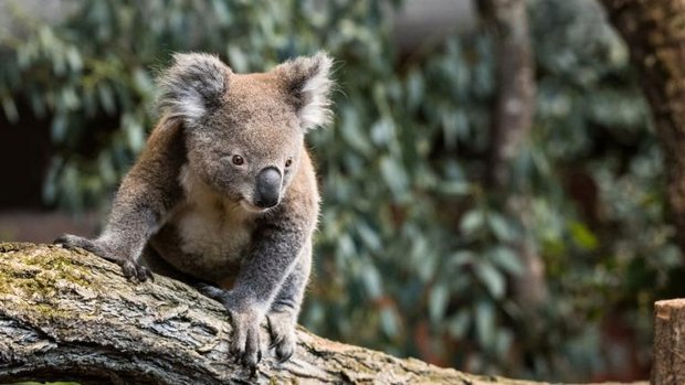 zoo-zuerich-koala-mikey-gestorben.jpg