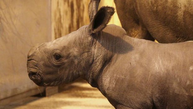 Nashorn im Busch