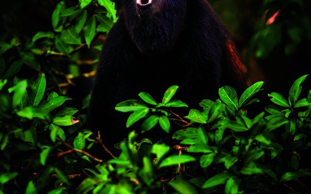 Das markante Rufen des Brüllaffen trägt bis zu fünf Kilometer weit durch den Dschungel und dient der Revierabgrenzung.