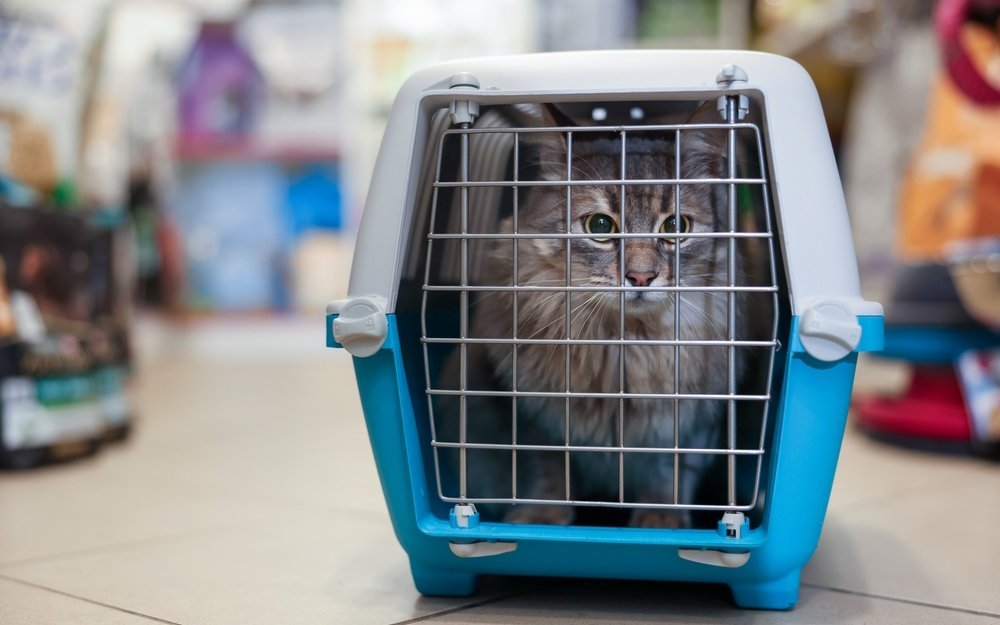 Der anonyme Online-Handel mit Katzen floriert auf Kosten der Tiere.