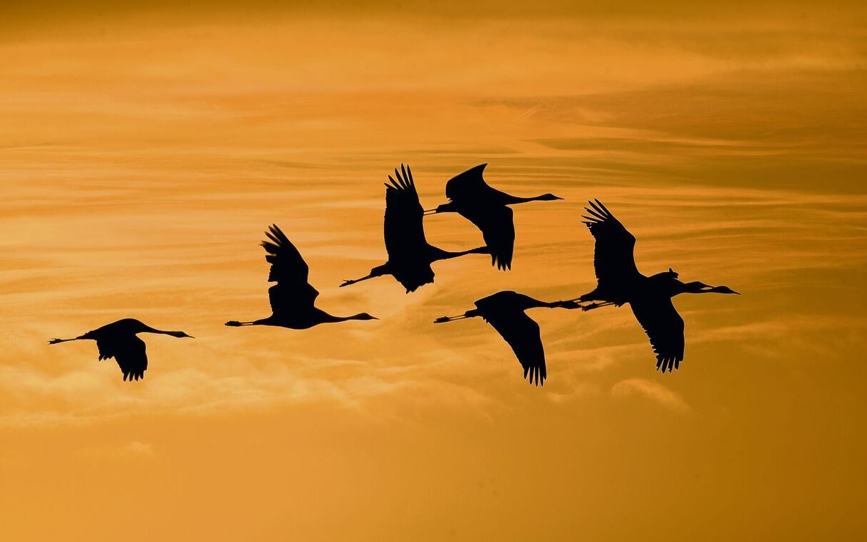 Die innere Uhr ist für Zugvögel wegweisend.
