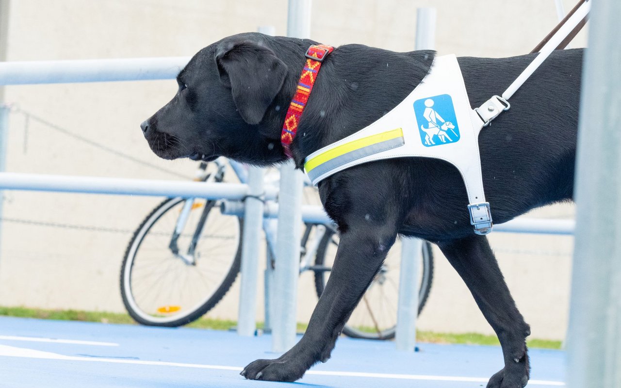 Der Blindenführhund darf bei der Arbeit (wenn er sein Arbeitsgeschirr trägt) nicht abgelenkt werden.