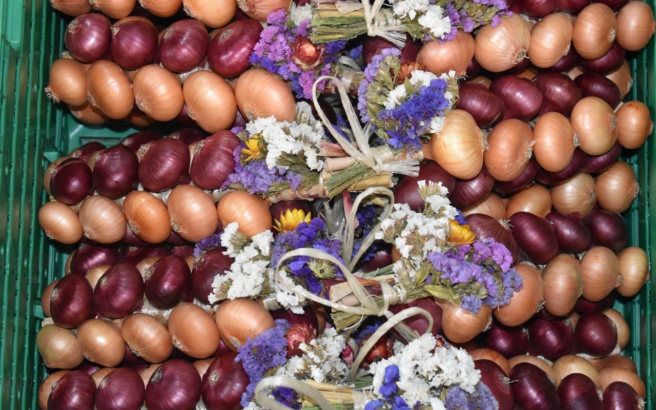 Schon im September – zwei Monate vor dem Zibelemärit – hat Jampen zahlreiche vorbestellte Zwiebelzöpfe geflochten. 