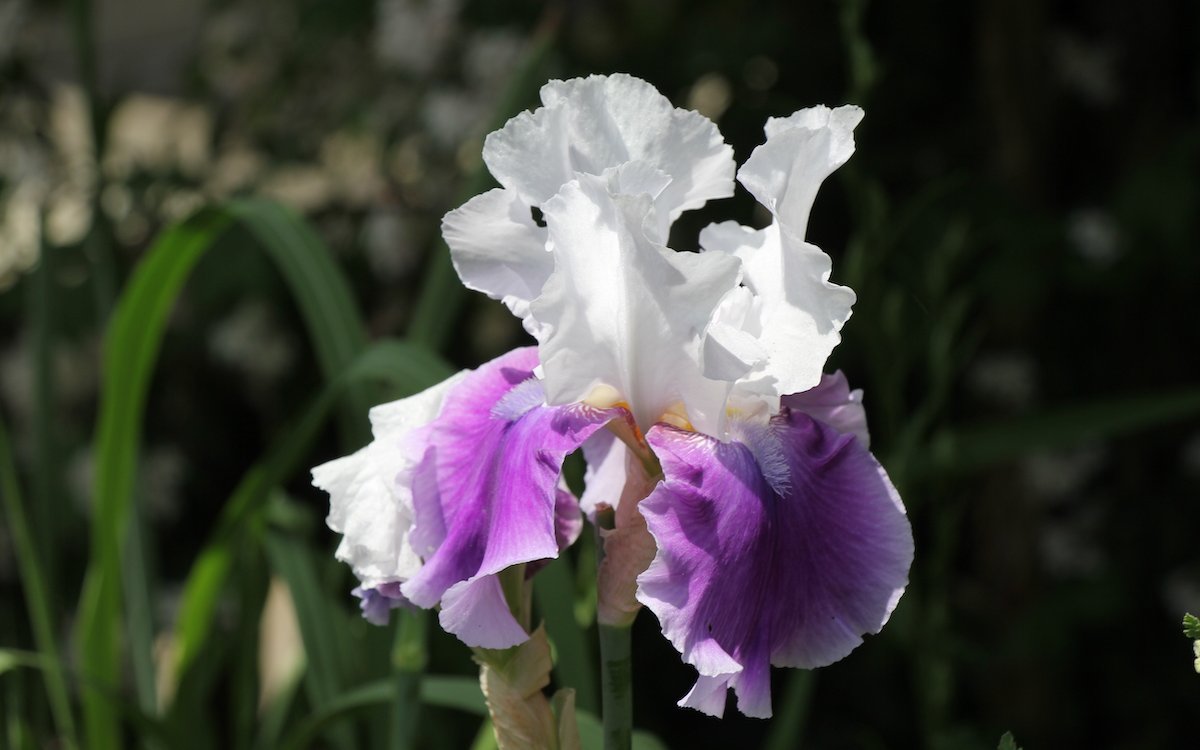 Iris entfalten zauberhafte Blüten. 