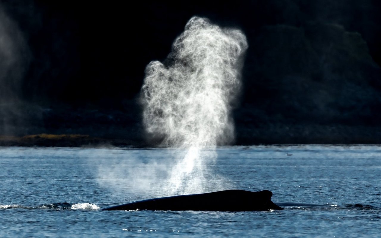 Laut Experten handelt es sich beim gestrandeten Tier um einen jungen Walbullen auf Wanderschaft. (Symbolbild)