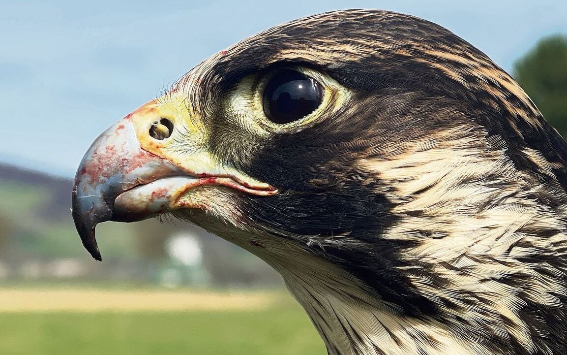 Den scharfen Augen des Wanderfalken entgeht nichts.