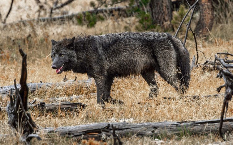 Zirka 140 Wölfe leben im Yellowstone. Fast jeder Dritte ist schwarz. In Europa hingegen sind schwarze Wölfe sehr selten.