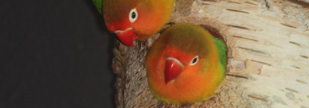 pfirsichkoepfchen-brueten.jpg