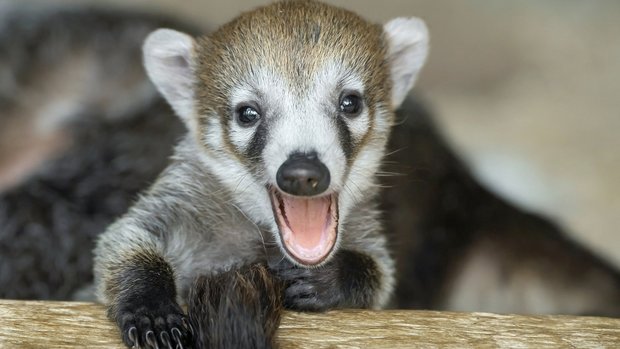 Nasenbär