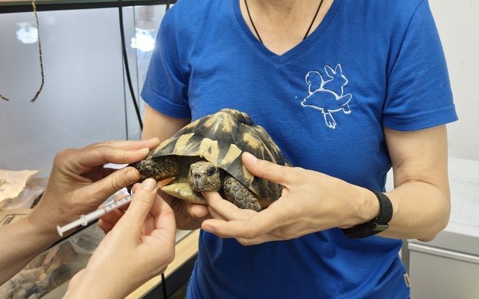 Isabelle Zulauf hält eine Schildkröte, während ihre Lernende das Tier behandelt.