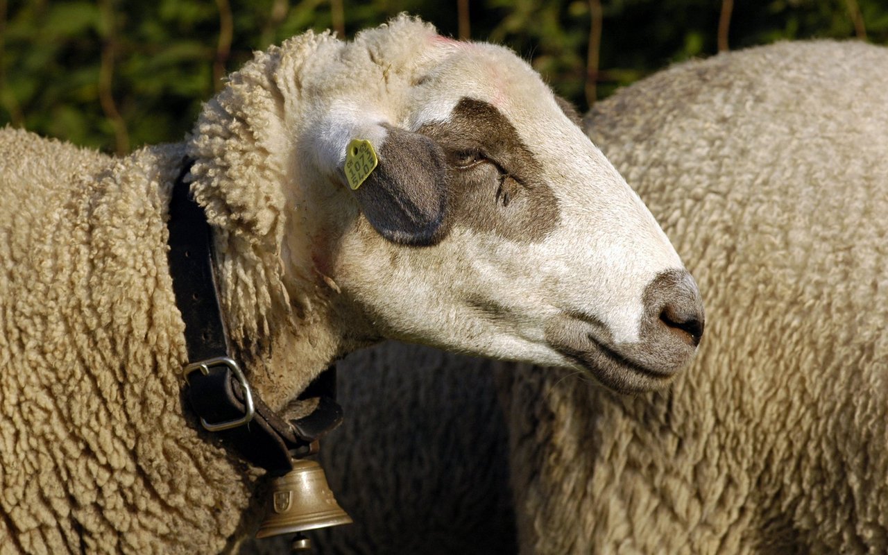 Je älter die Tiere werden, desto mehr verblasst die Zeichnung am Kopf. 