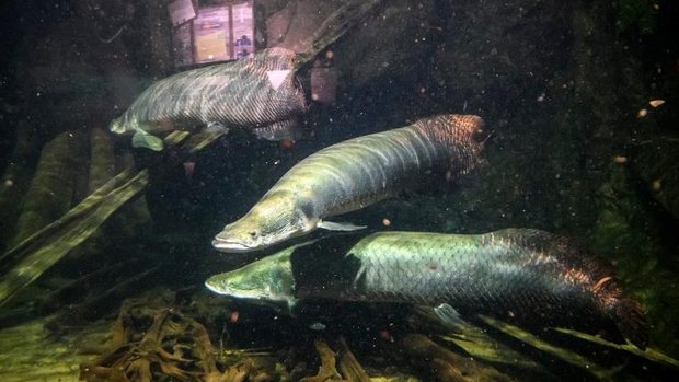 Australische Lungenfische im Aquarium