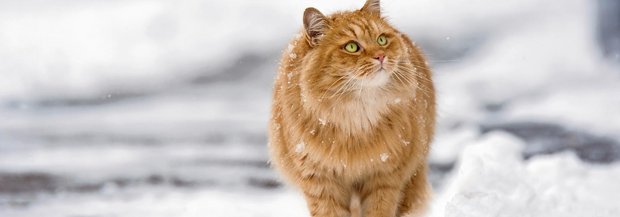 Büsi läuft durch Schnee