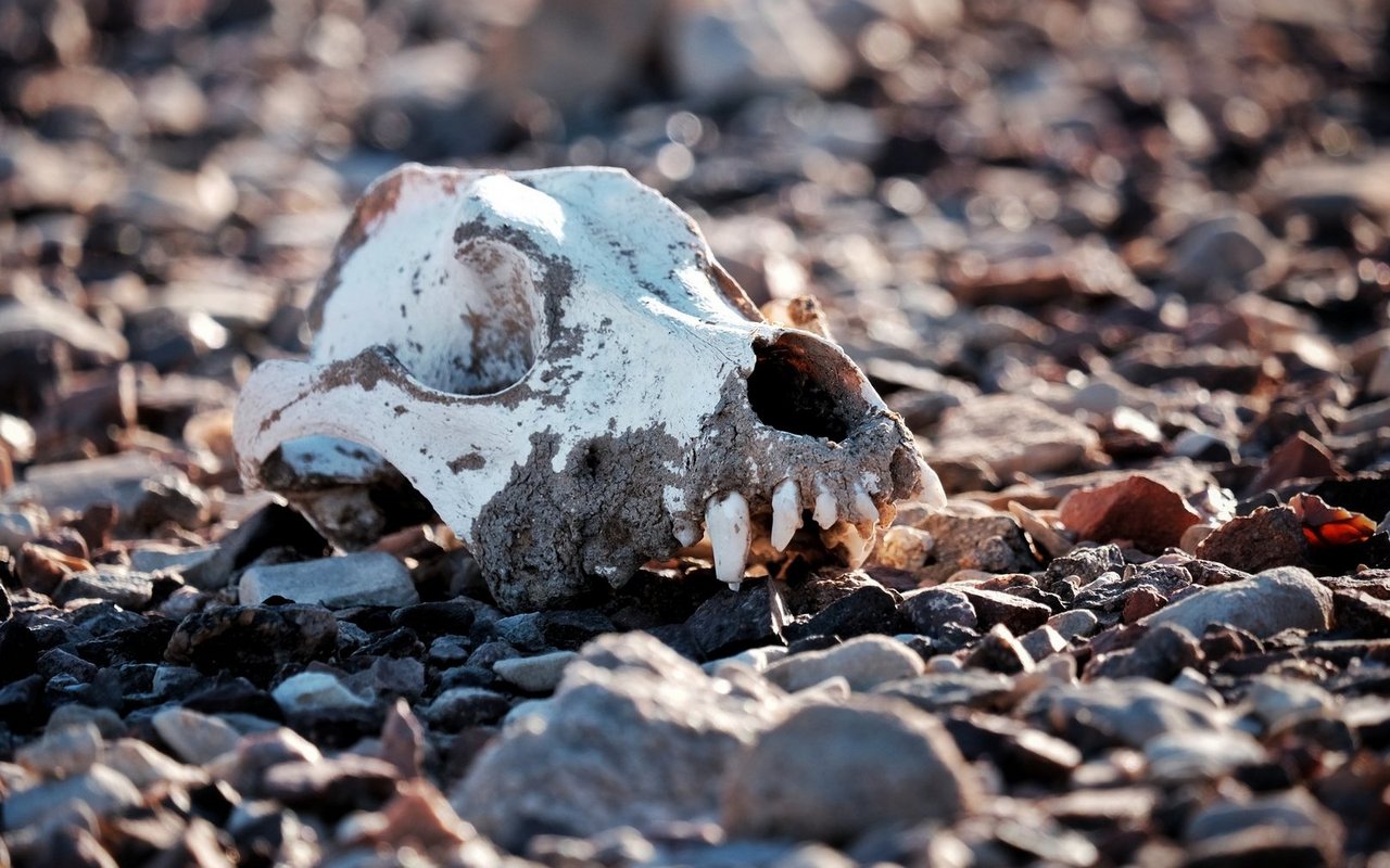 Der Wassermangel endet für manche Tiere mit dem Tod. 