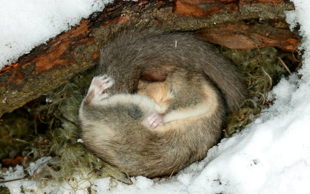 Den Tag verbringen Siebenschläfer in einem Nest aus Moos und Gras.