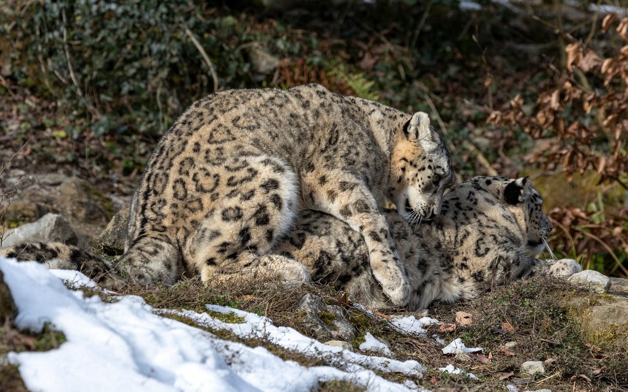 Schneeleoparden Saida und Shahrukh bei der Paarung.