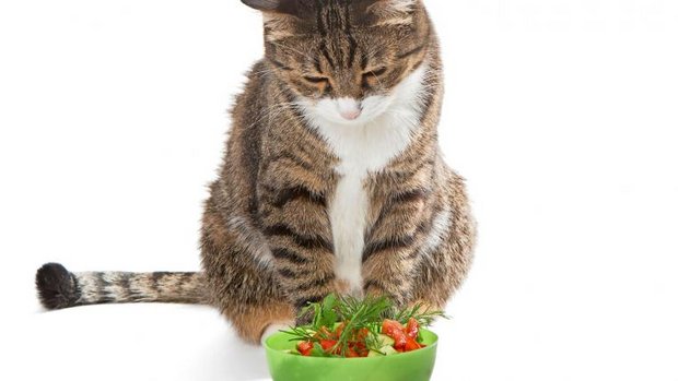 Katze vor Salat