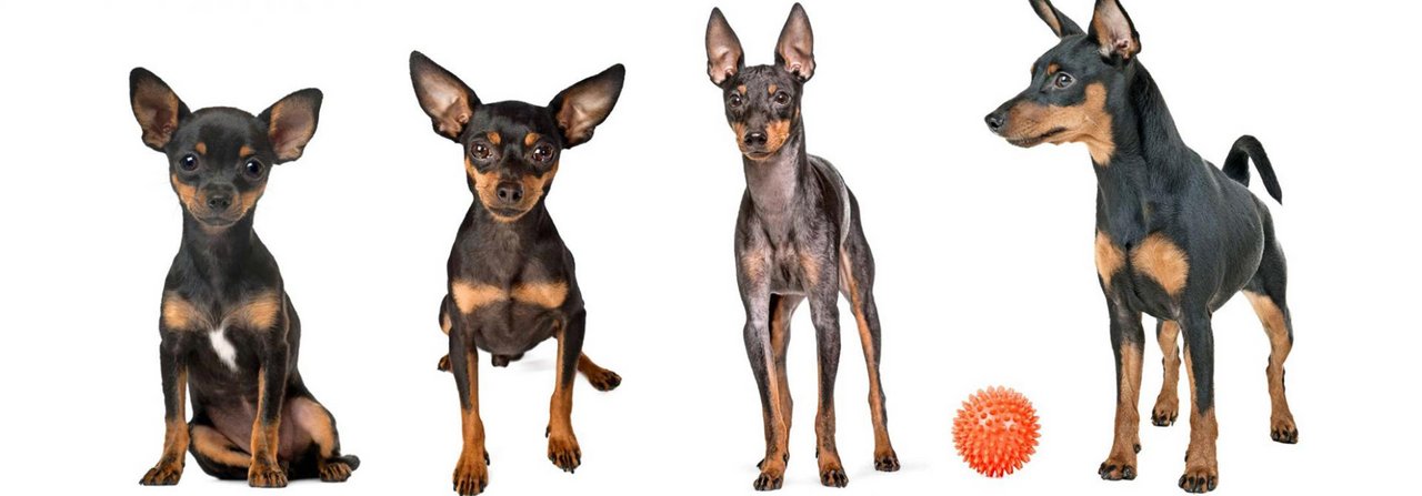 Sie sind fast gleich gross und schwer auseinanderzuhalten (v. l.): der Chihuahua, der Prager Rattler, der English Toy Terrier und der Zwergpinscher.
