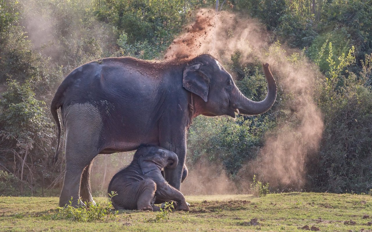 Ein Elefant «cremt» sich mit Dreck ein. 