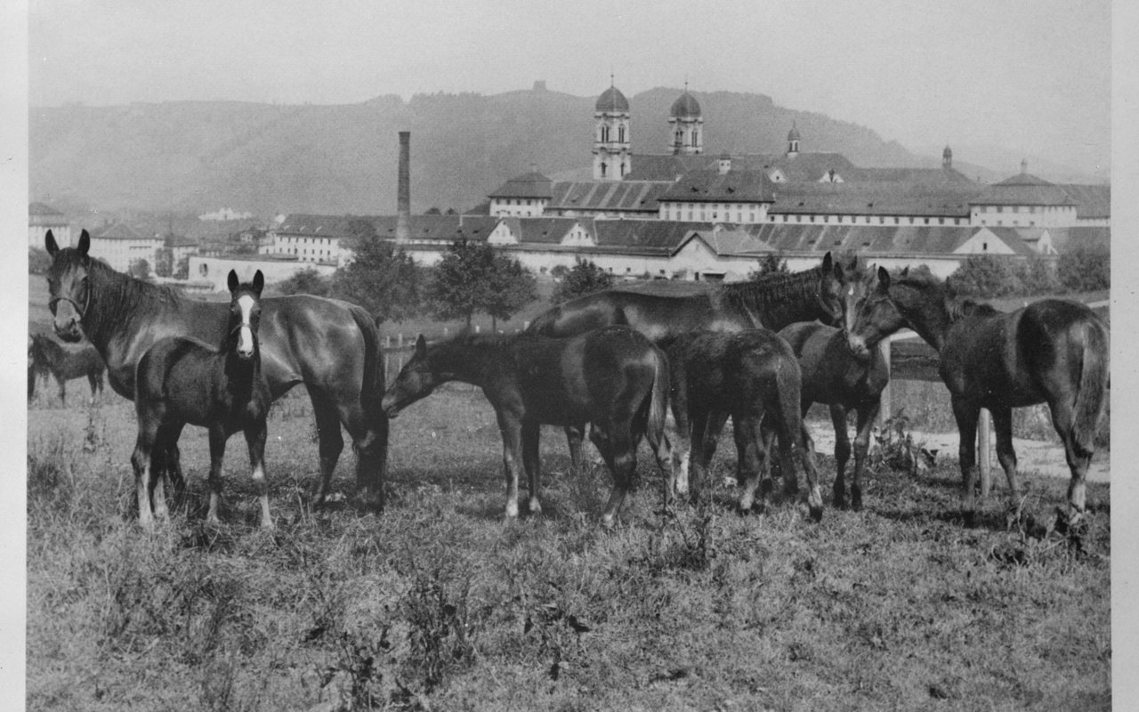 Einsiedler Pferde vor dem Kloster, in dem sie noch heute gezüchtet werden. 