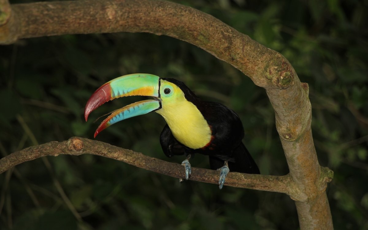 Der Fischer-Tukan im Papiliorama in Kerzers fliegt in der Tropenhalle Jungle Trek. Sie zeigt die ursprüngliche Vegetation von Belize. 