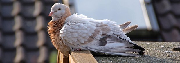 Taube hockt auf heissem Dach