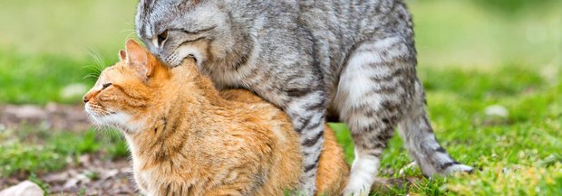 Katzen bei der Paarung