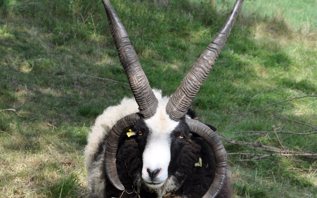 Ein vierhörniger, ausgewachsener Bock der besonders prächtigen Sorte.