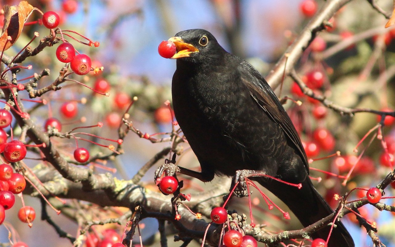 Vogelbeeren profitieren von den Verdauungssystemen der Tiere. 