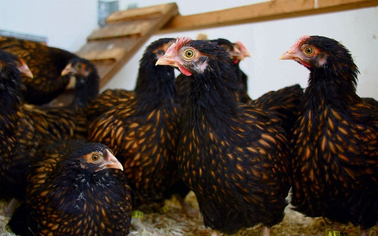 Die jungen Hühner der Rasse Zwerg-Orpington sind sehr zutraulich und neugierig.