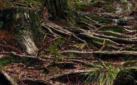 Viele Bäume wurzeln flach, denn in den ersten Erdschichten befinden sich am meisten Nährstoffe. 