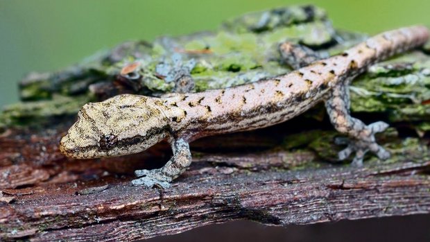 Gecko