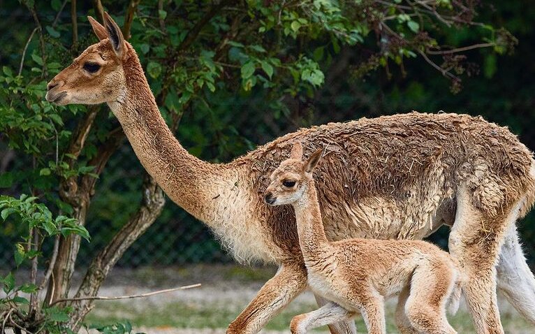 Vikunja-Mutter mit Fohlen Bonnie unterwegs im Gehege des Zürcher Zoos.