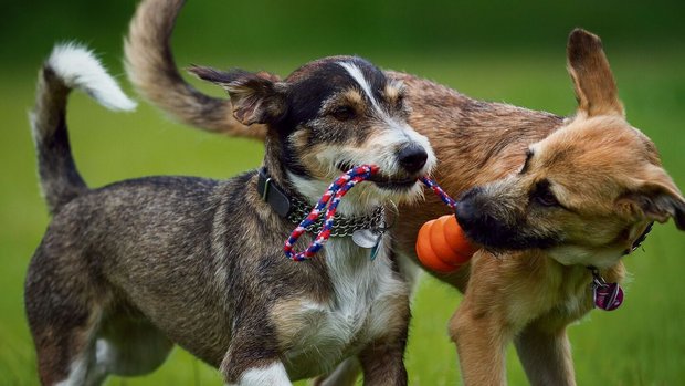 Nur Spiel oder Stress? Auf der Wiese sollten Sie ihren Hund gut im Auge behalten.