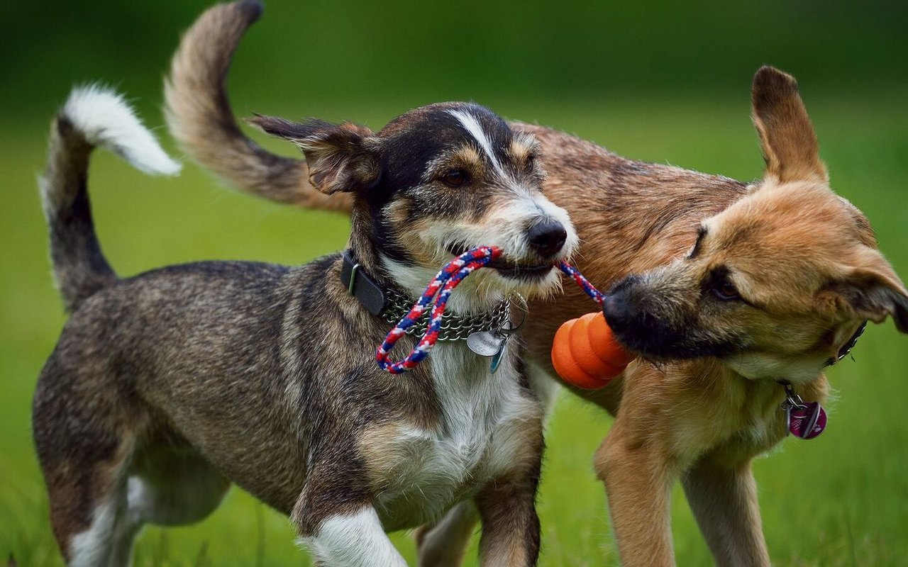 Nur Spiel oder Stress? Auf der Wiese sollten Sie ihren Hund gut im Auge behalten.