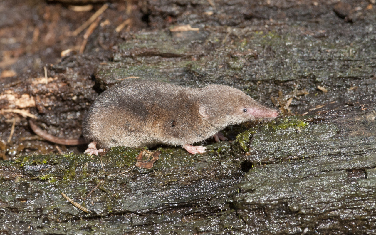 Bei der Waldspitzmaus wurde das Phänomen des Energiesparens am gründlichsten untersucht.