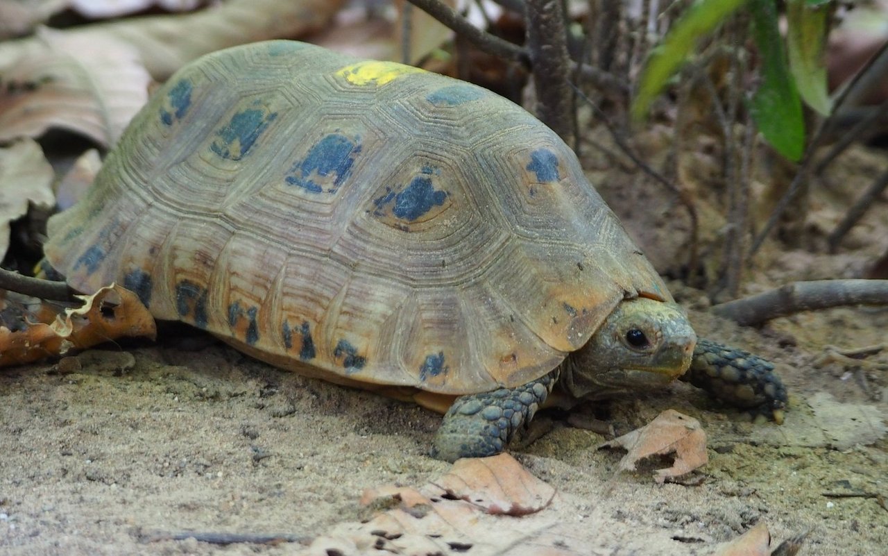 Die Gelbkopfschildkröte ist stark von der Ausrottung bedroht.