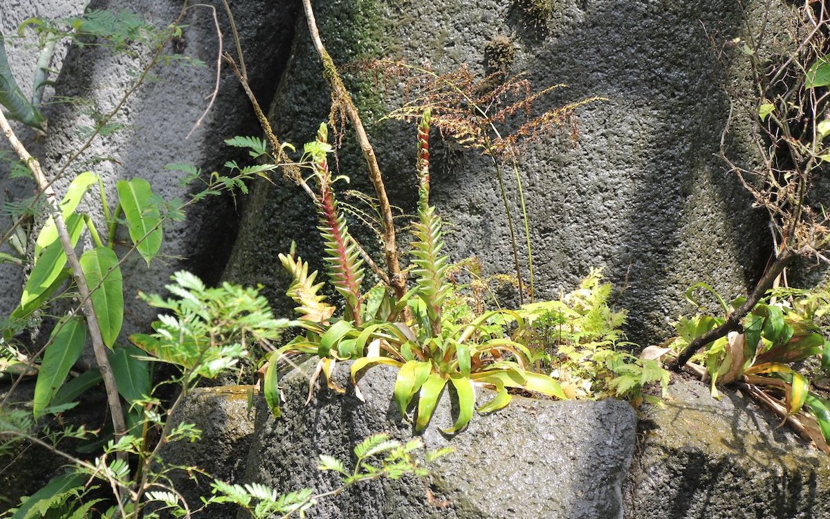 Die Pflanzen sind wesentlich, hier Bromelien, die an einer Felswand im Schluchtwald Costa Ricas gedeihen. 