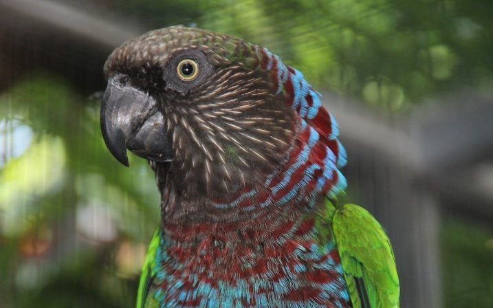 Der Dunkelstirnige Fächerpapagei wird noch viel seltener gehalten als die Nominatform. Hier ein Exemplar im Loro Parque auf Teneriffa, Spanien. 