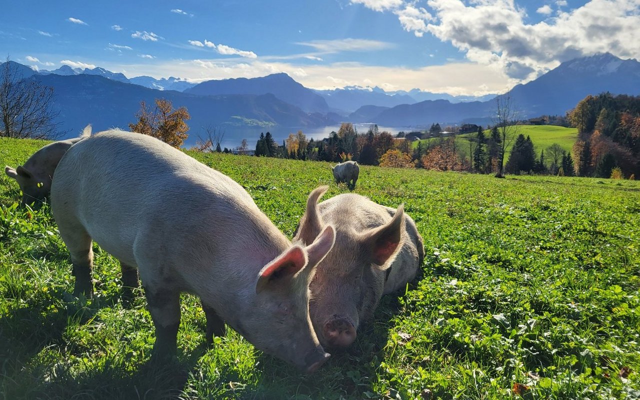 Dank des grossen Auslaufs blieb ein Grossteil der Wiese auch nach Wochen unbeschädigt.